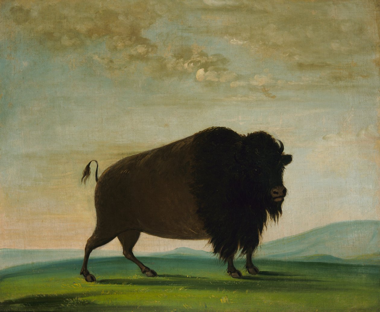 Buffalo Cow, Grazing on the Prairie, 1832-1833 by George Catlin