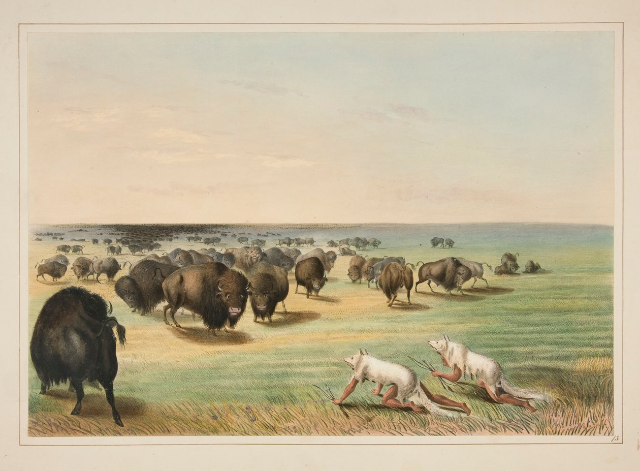 Buffalo Hunt, Under the White Wolf Skin, pl. 13 from the North American Indian Portfolio by George Catlin