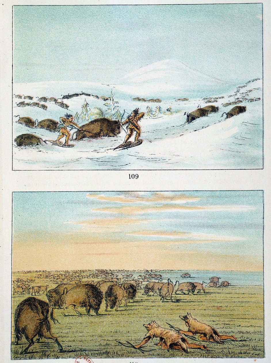 Indians of America. Bison Hunting: Indians wear snowshoes to hunt in winter and cover themselves with wolf skin in summer. Illustration by George Catlin by George Catlin