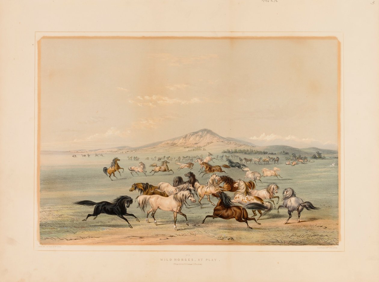 Wild Horses at Play--no. 3 by George Catlin