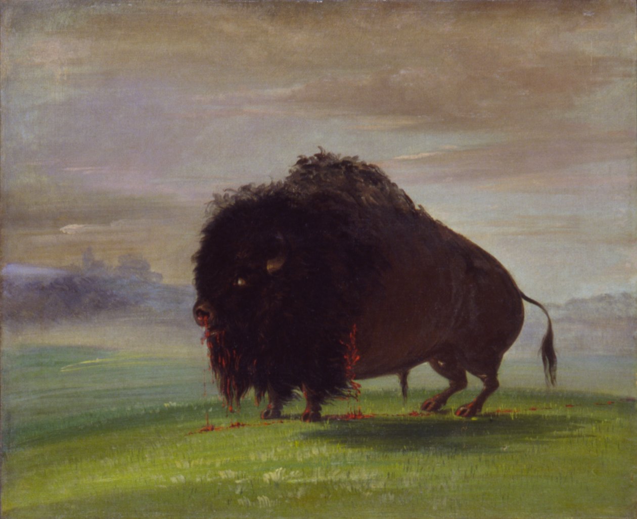 Wounded Buffalo, Strewing His Blood over the Prairies, 1832-1833 by George Catlin