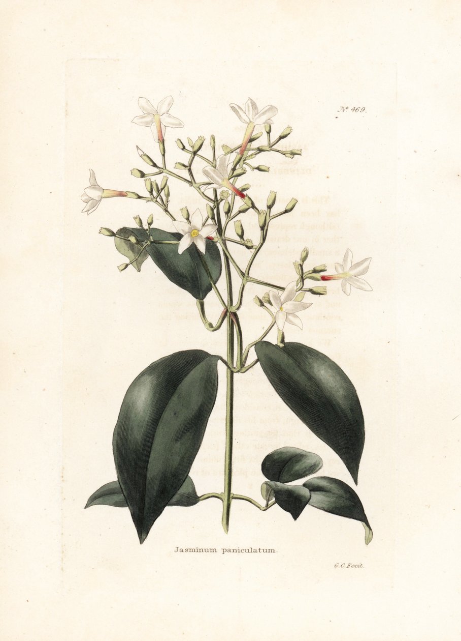 Jasmin (Jasminum paniculatum) - Lithograph by George Cooke, for the British Magazine Conrad Loddiges Botanical Cabinet by George Cooke