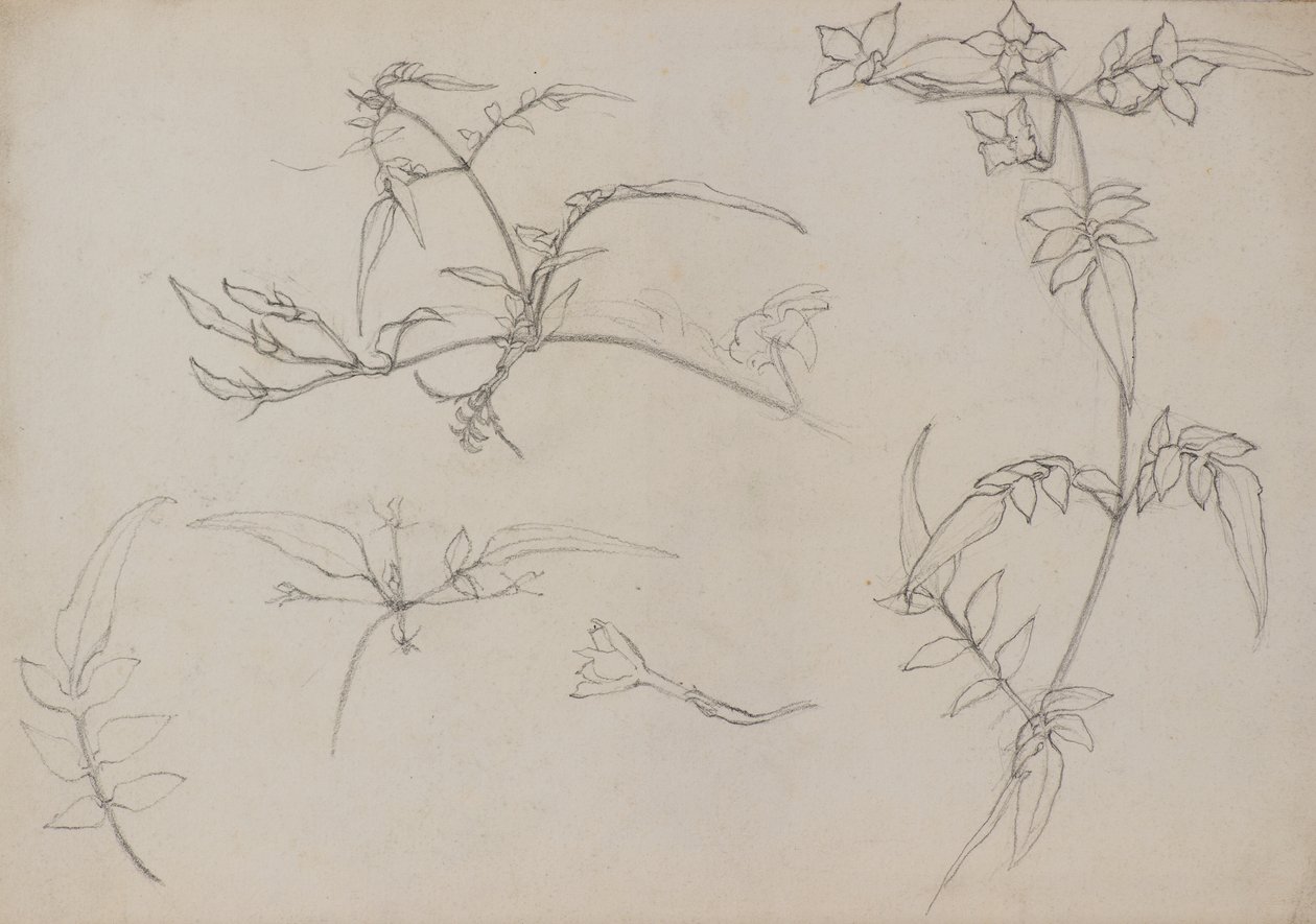 Botanical Drawing by George Dutch Davidson