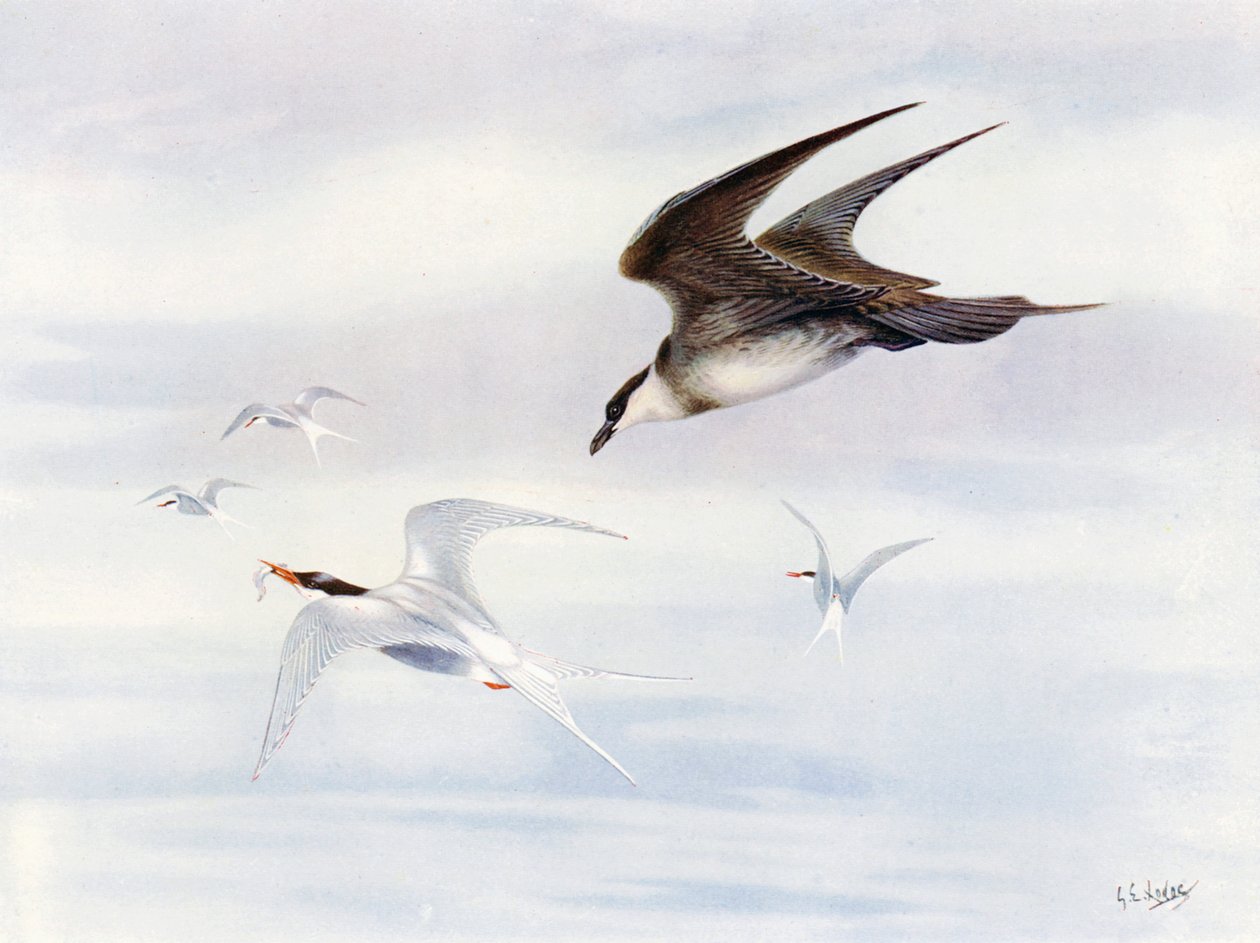 Arctic-Tern Chased by Arctic-Skua by George Edward (after) Lodge
