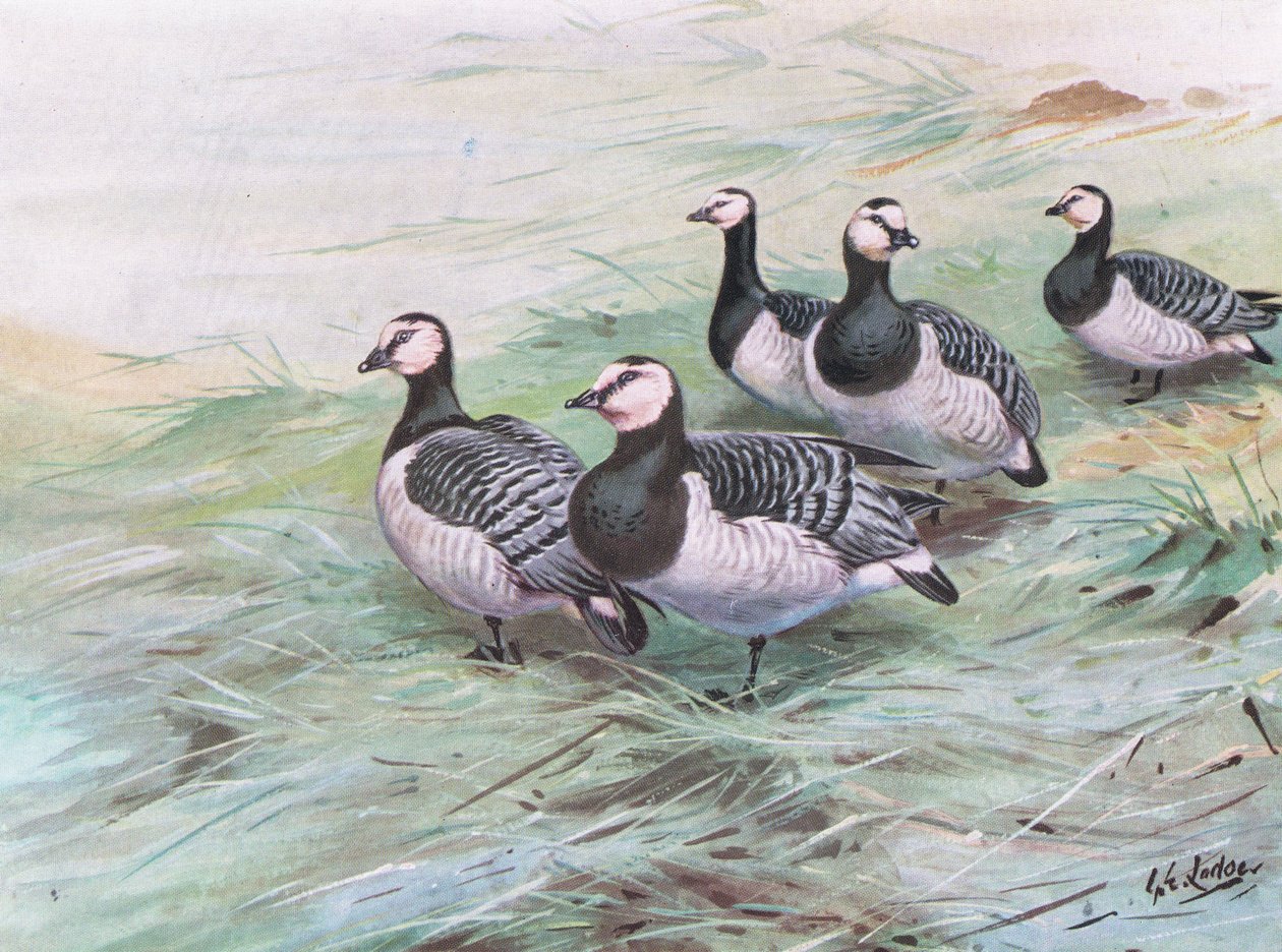 Barnacle Geese by George Edward Lodge