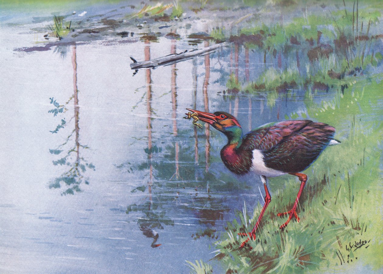 Black Stork by George Edward Lodge
