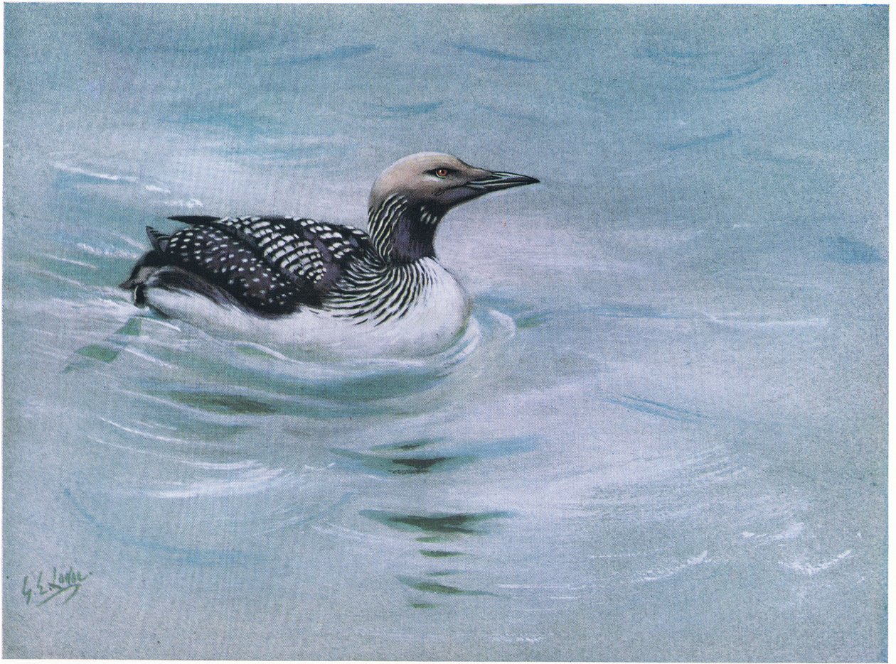 Black Throated Diver by George Edward Lodge