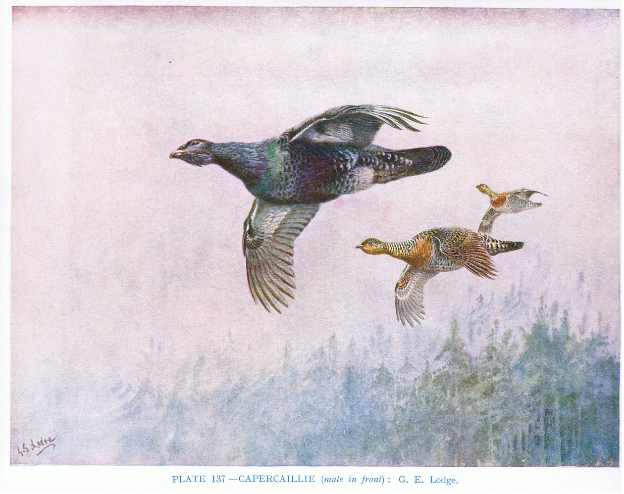 Capercaillie (male in front), illustration from 