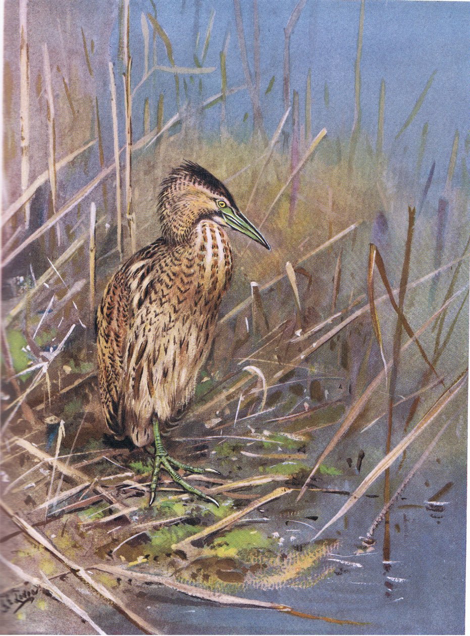 European Bittern by George Edward Lodge