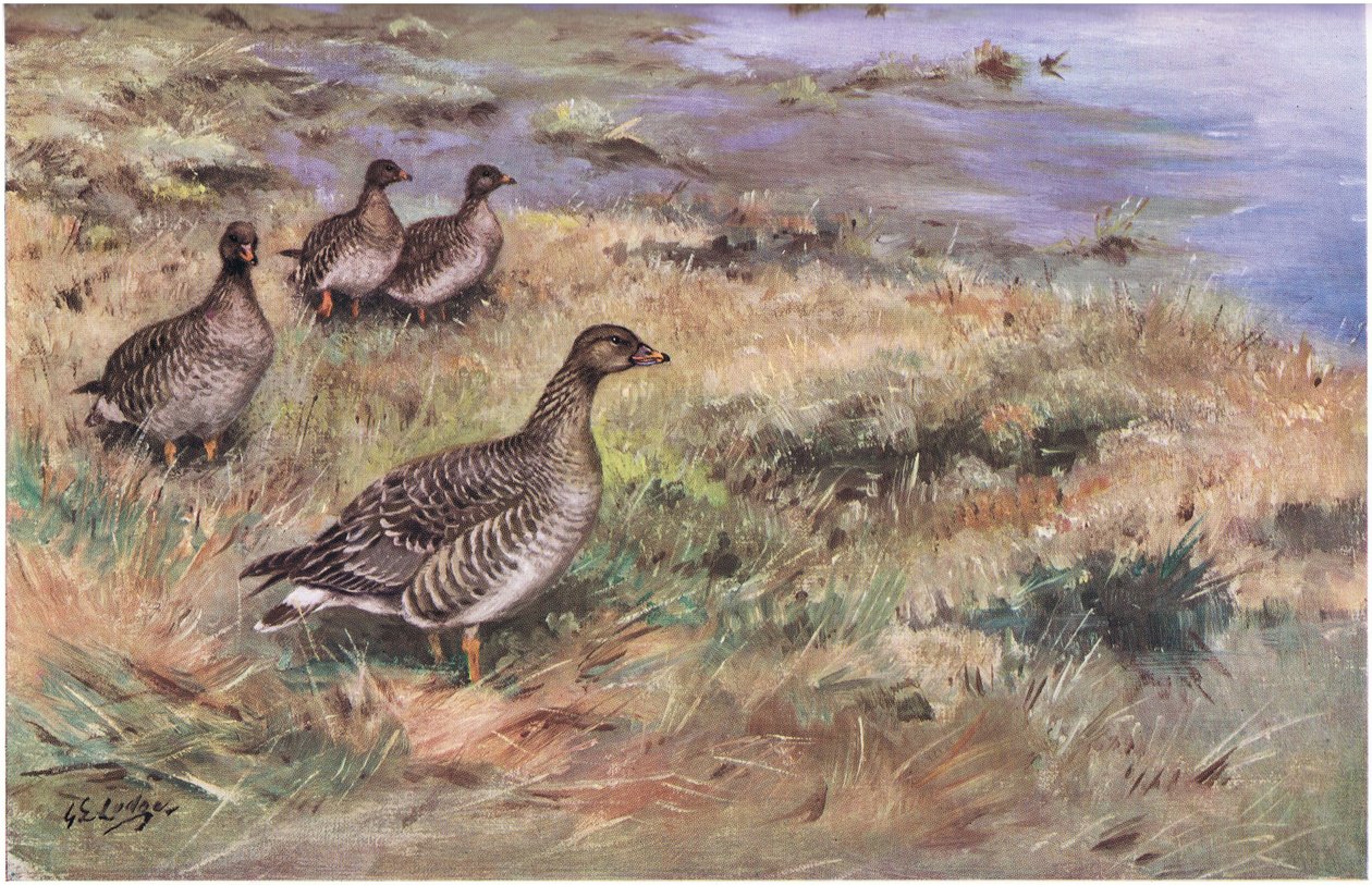 Forest Bean Goose by George Edward Lodge