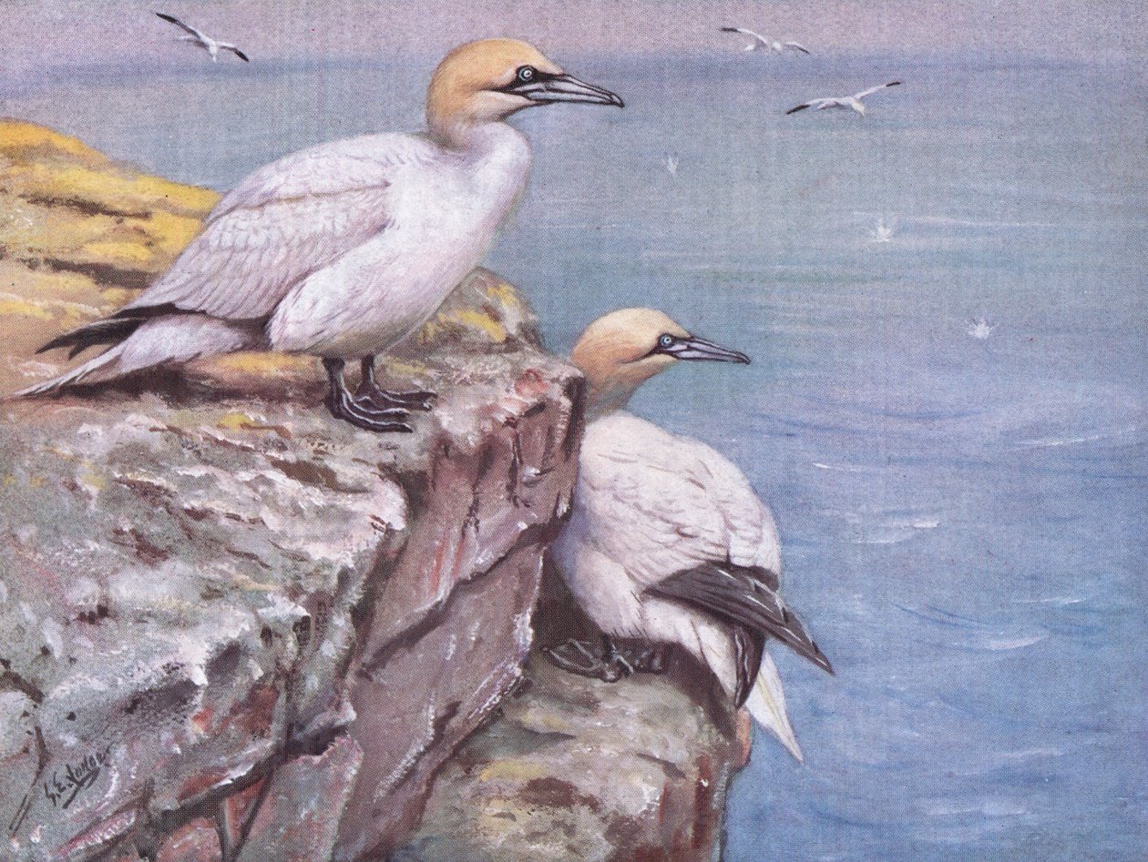 Gannets by George Edward Lodge