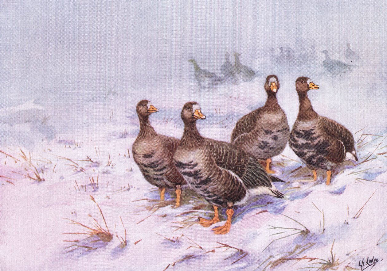Greenland White Fronted Goose by George Edward Lodge