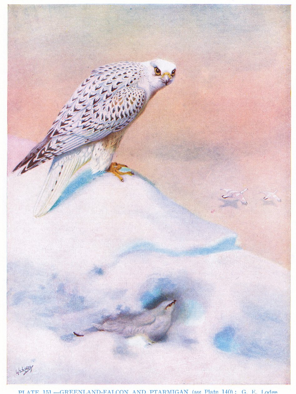 Greenland Falcon and Ptarmigan, Illustration from 
