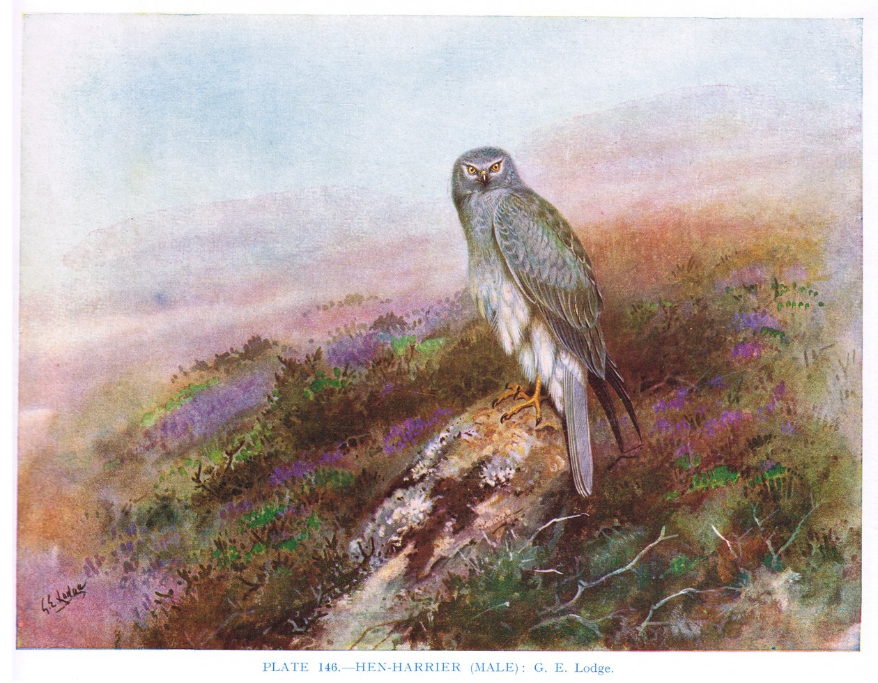 Hen Harrier (male), illustration from 