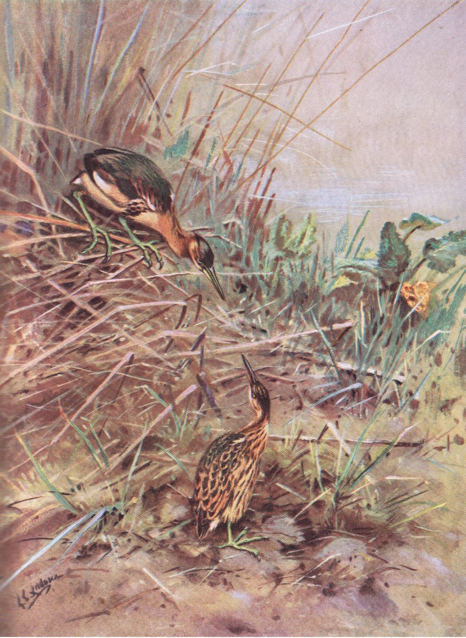 Little Bittern by George Edward Lodge
