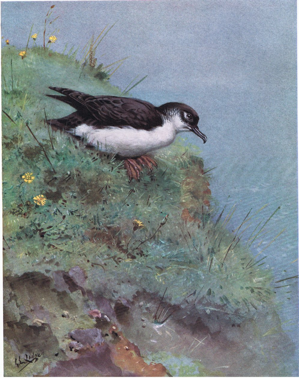 Manx Shearwater by George Edward Lodge