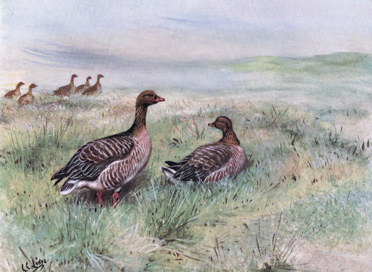 Pink Footed Geese by George Edward Lodge