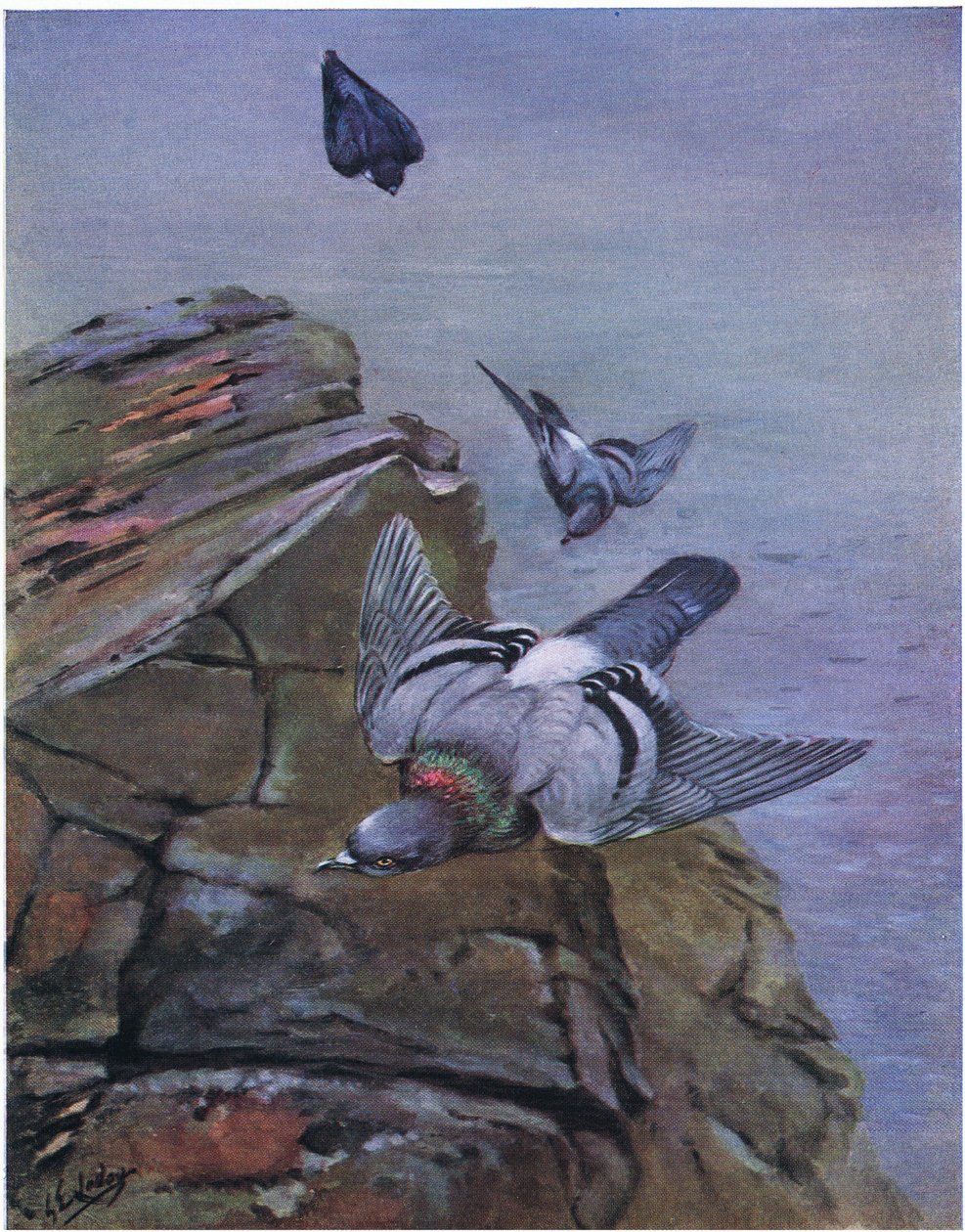 Rock Dove by George Edward Lodge