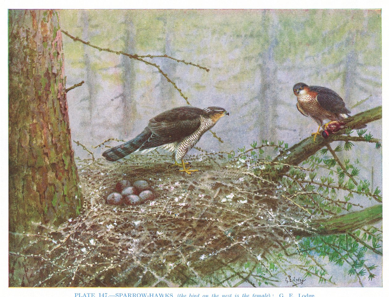 Sparrow Hawk, illustration from 