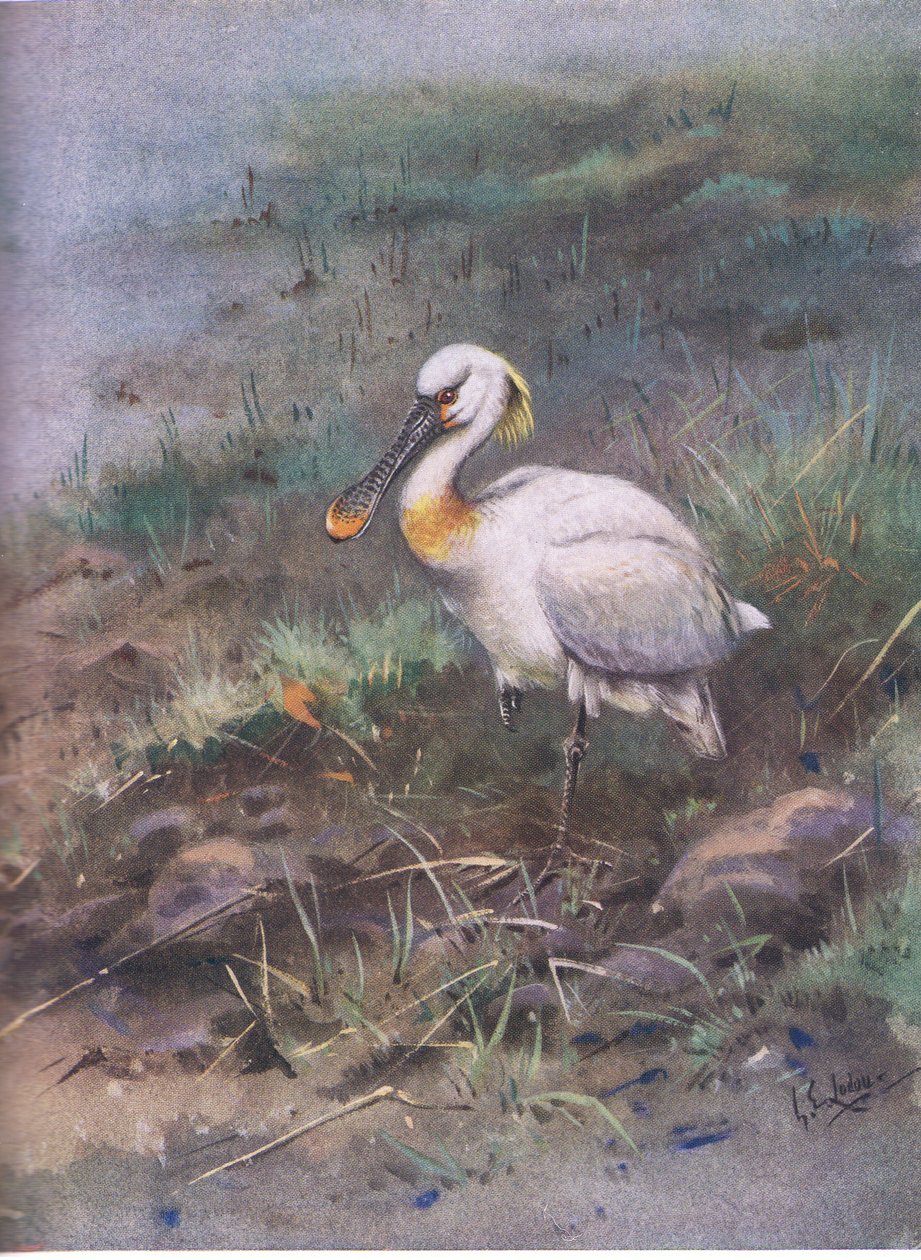 Spoonbill by George Edward Lodge
