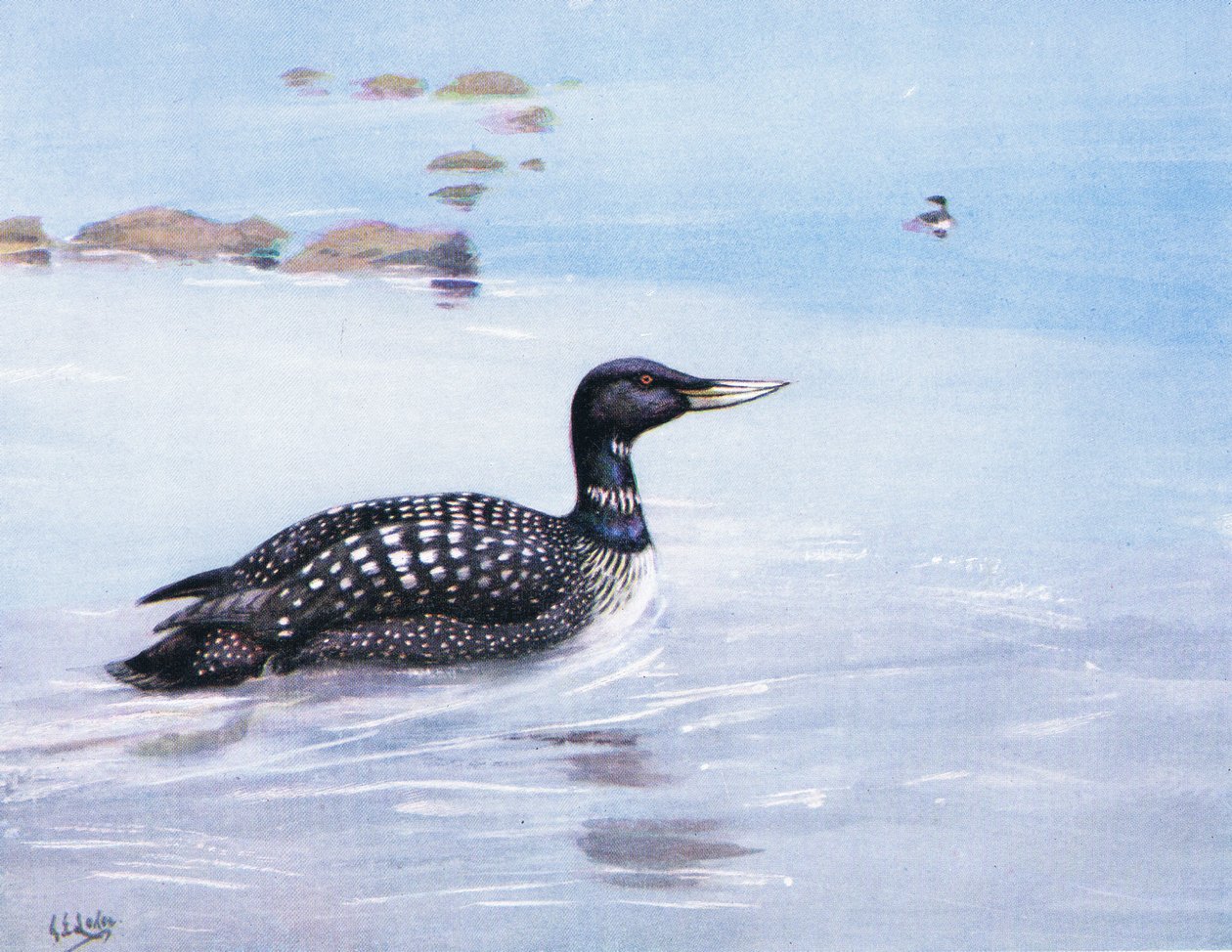 White Billed Northern Diver by George Edward Lodge