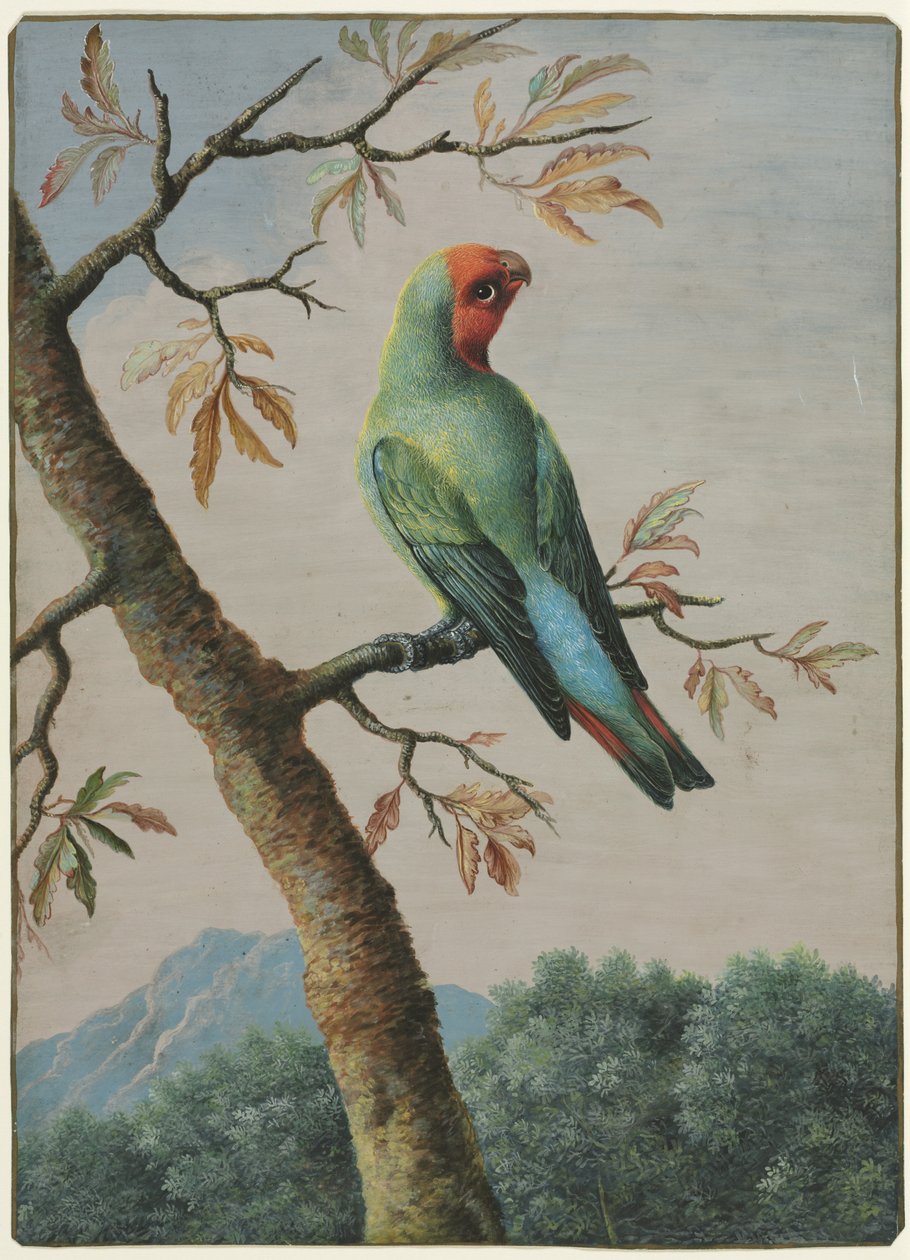 Bird Study by George Edwards: Premium art reproduction