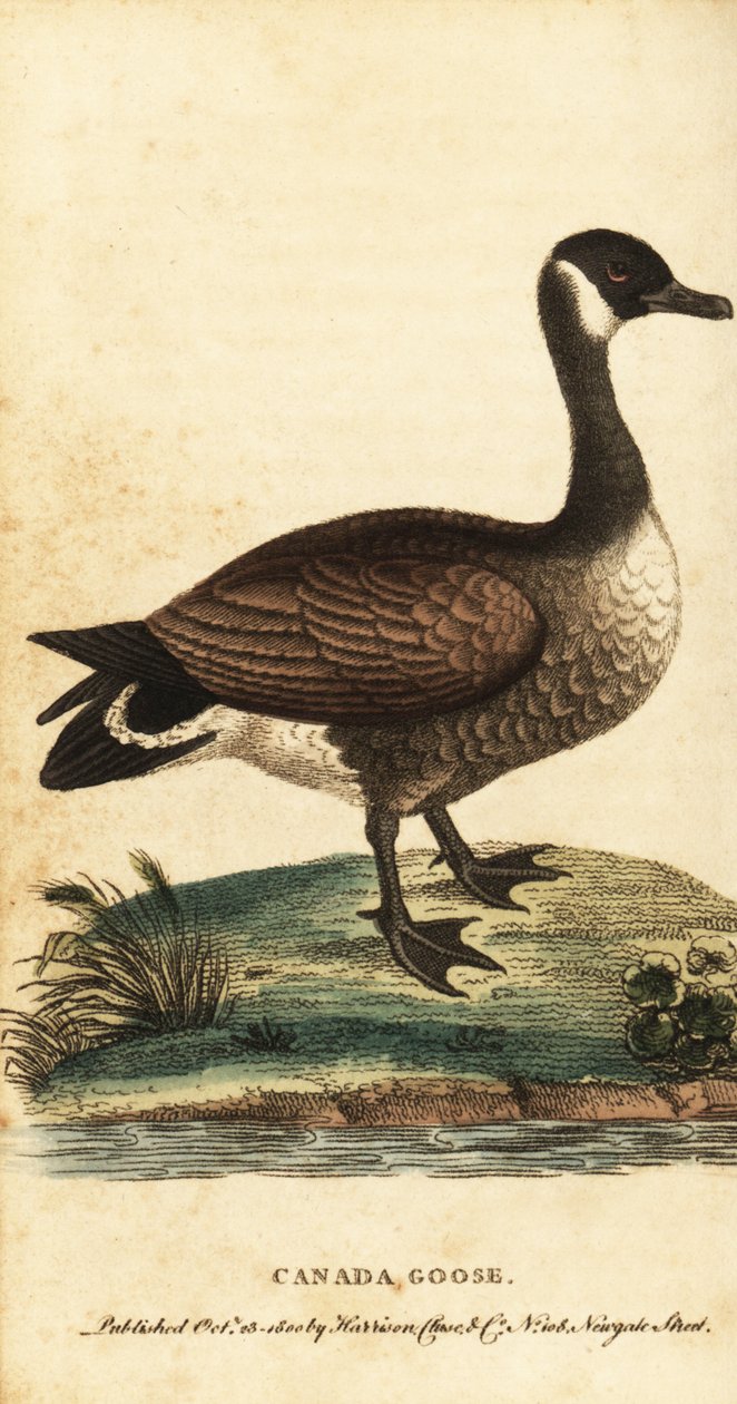 Canada goose, Branta canadensis by George Edwards