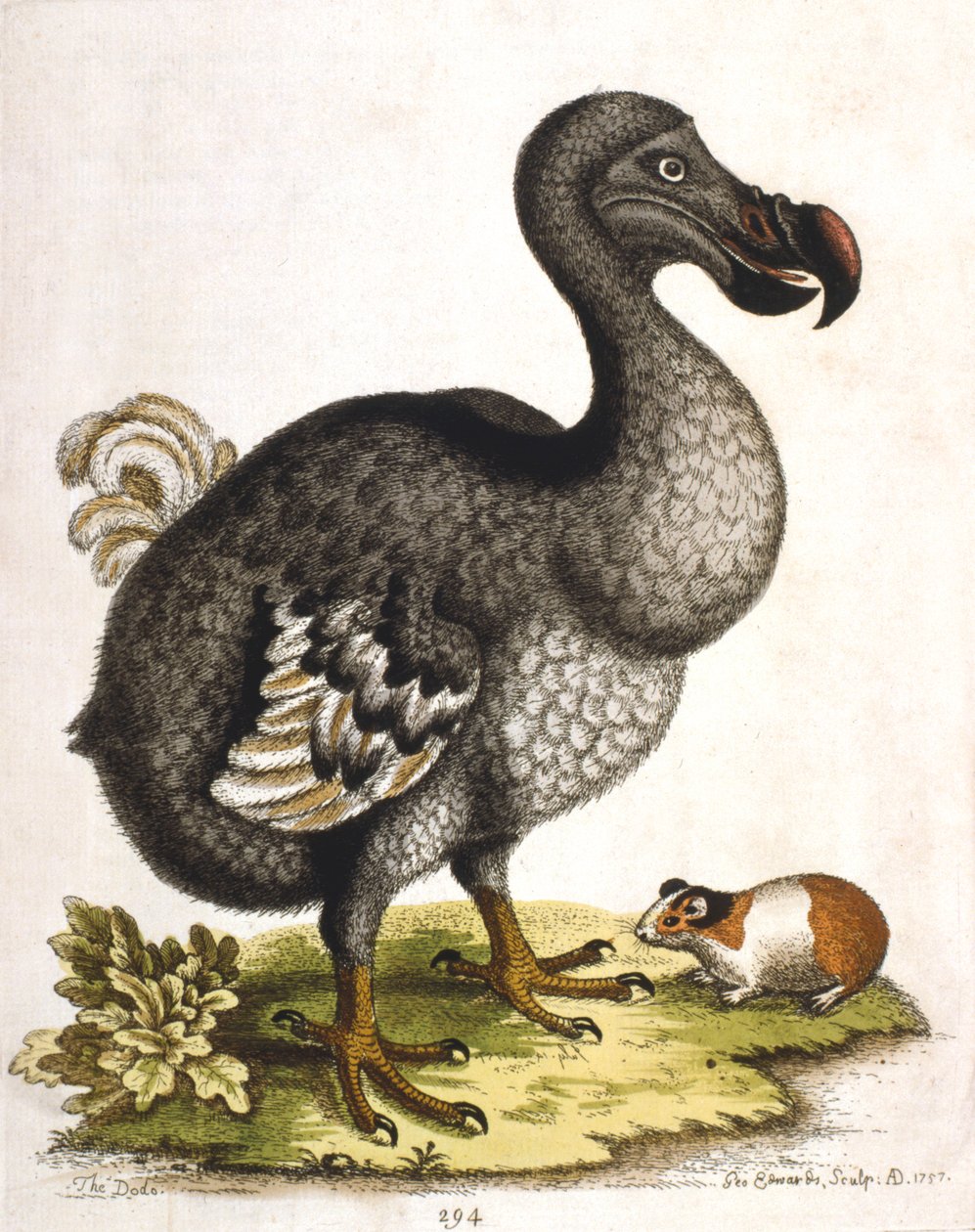 Dodo and Guinea Pig by George Edwards