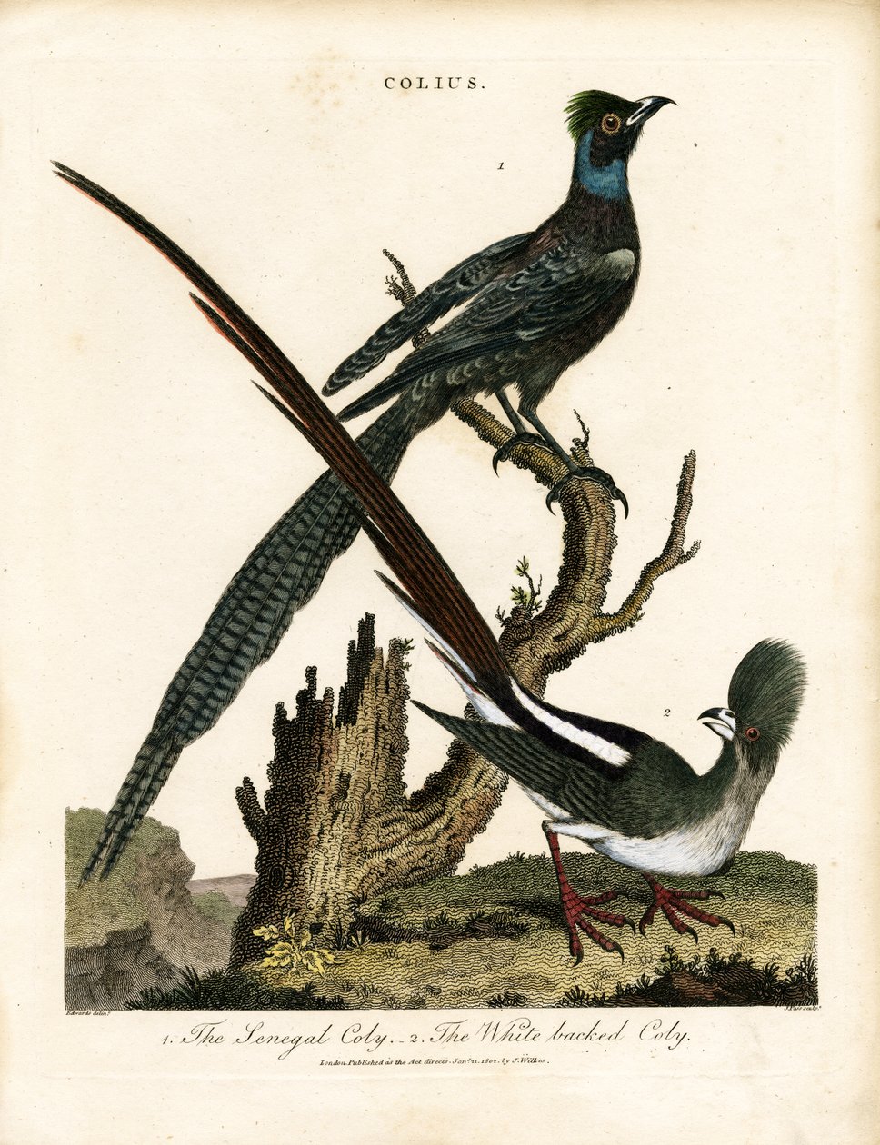 Glossy Starlings (Colius) by George Edwards