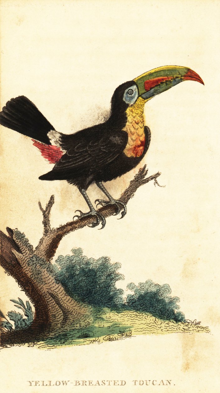 Keel-Billed Toucan, Ramphastos sulfuratus (engraving) by George Edwards