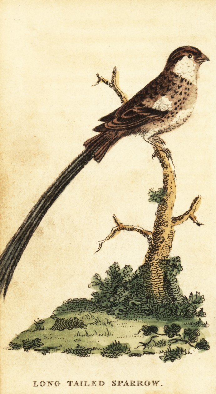 Pin-tailed Whydah, Vidua macroura by George Edwards