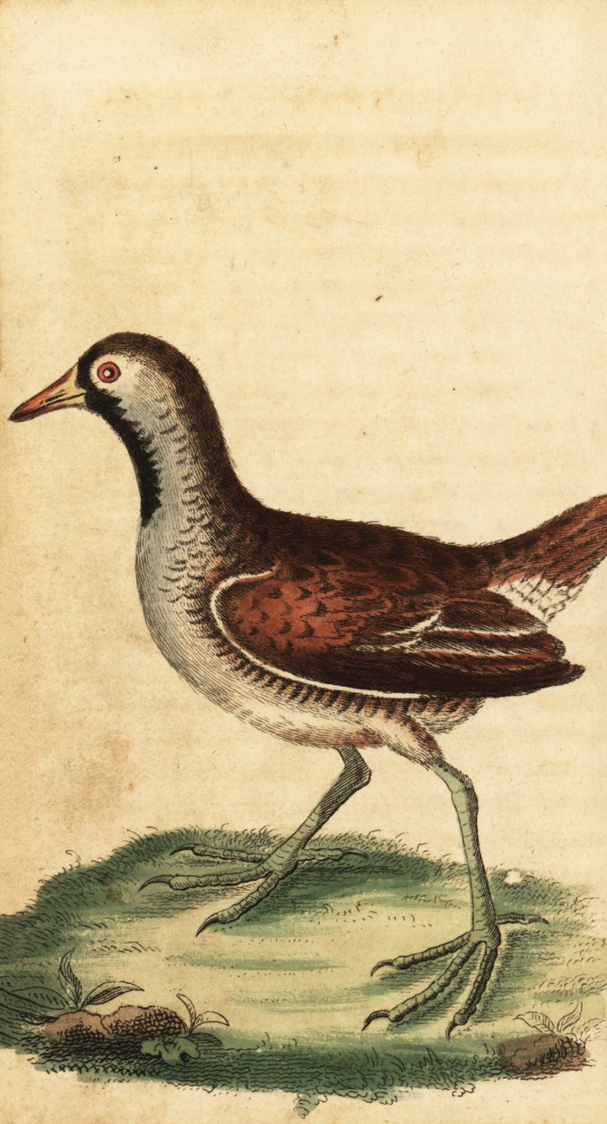 Sora, Porzana carolina, 1800 (engraving) by George Edwards
