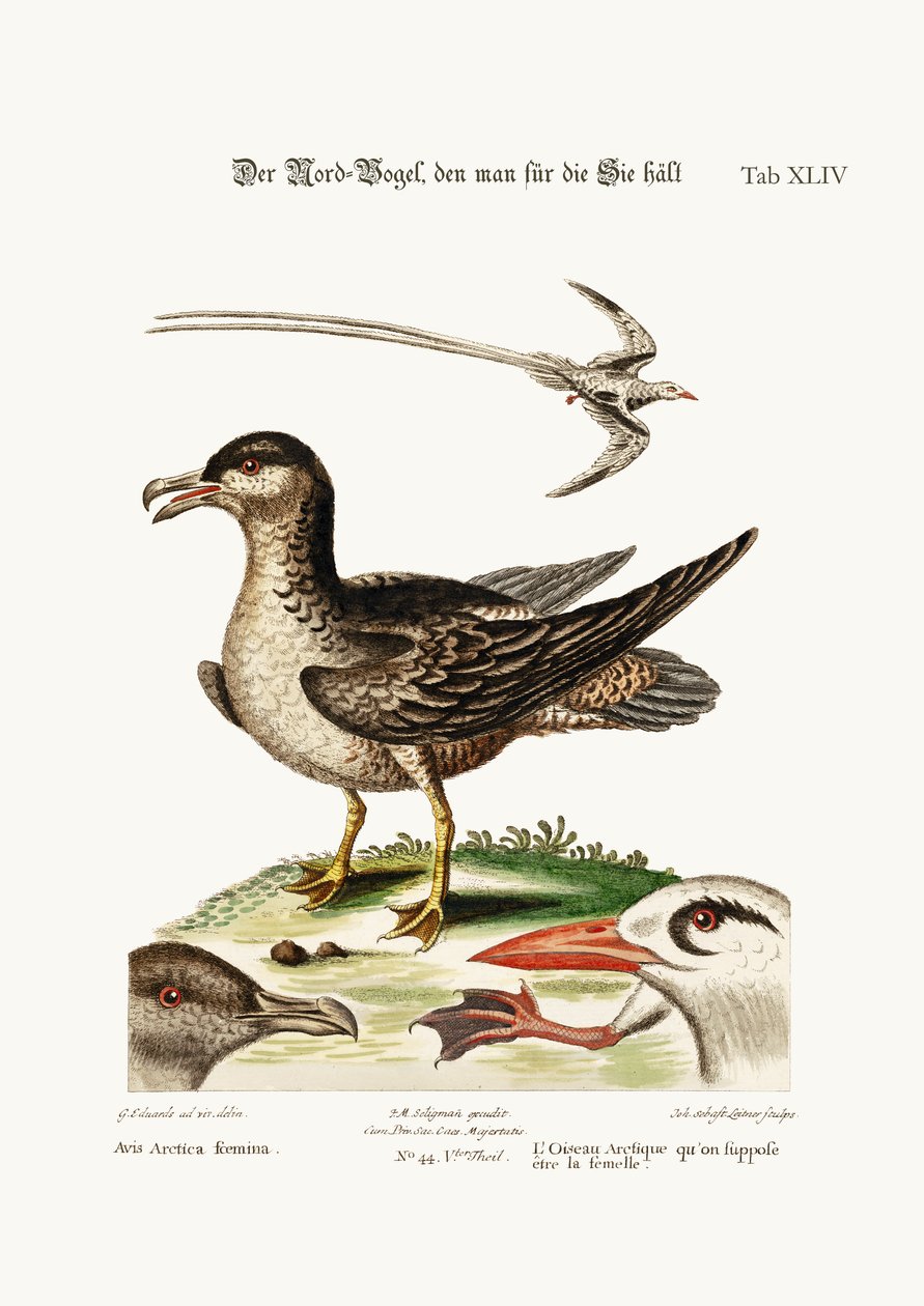 The Arctick Bird, supposed to be the Hen. The Tropick Bird by George Edwards