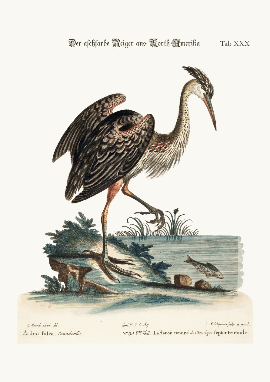 The Ash-Coloured Heron from North America, 1749-73 by George Edwards