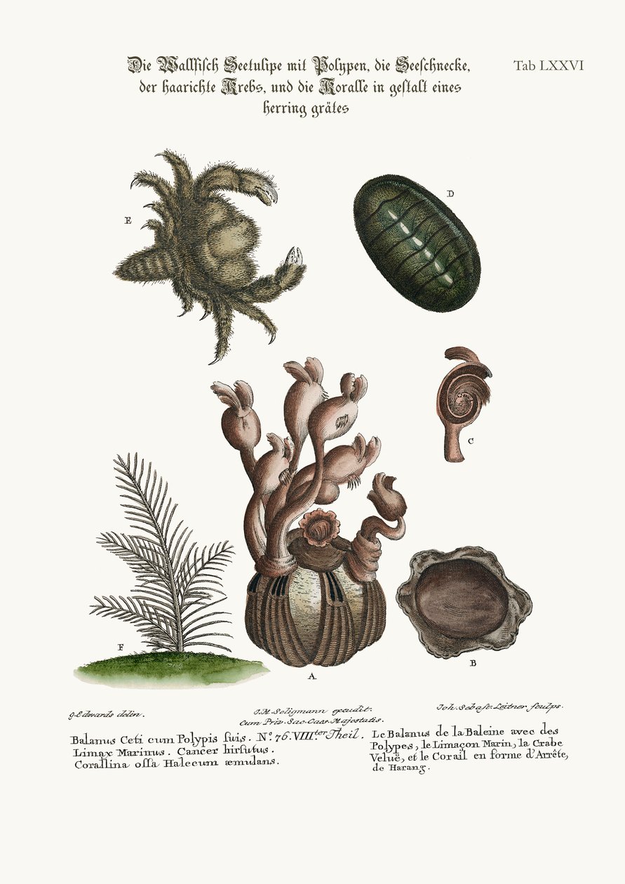 The Balanus of the Whale with Polypes, the Limax Marina, the Hairy Crab, and the Herringbone Coralline by George Edwards