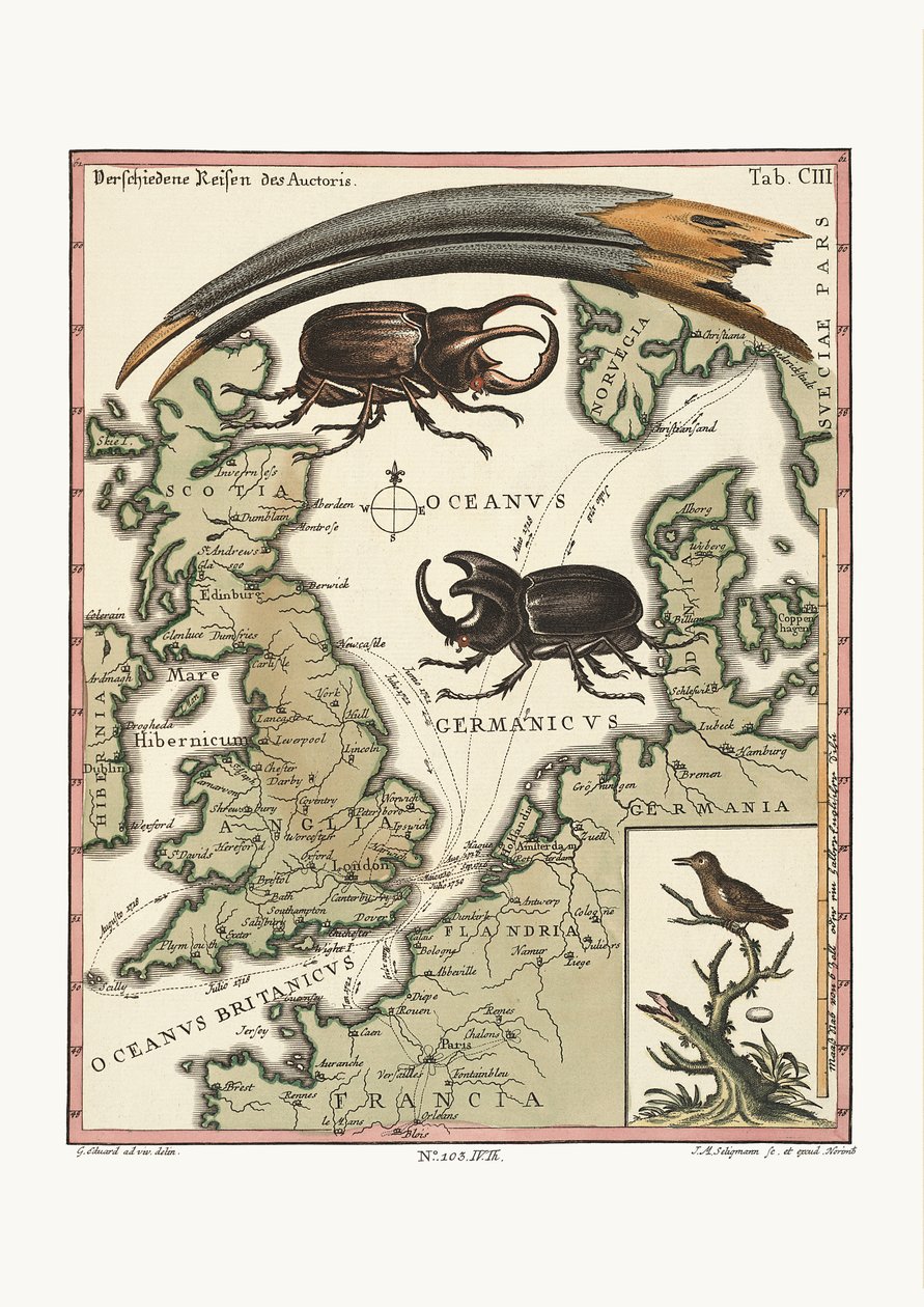 The Bill of the Aegyptian Ibis and the least Hummingbird, 1749-73 by George Edwards