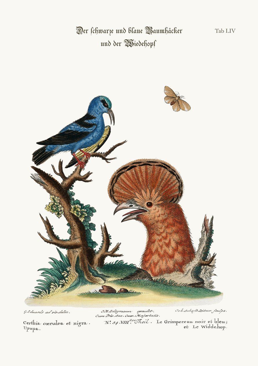 The Black and Blue Creeper, and the Hoopoe Hen, 1749-73 by George Edwards