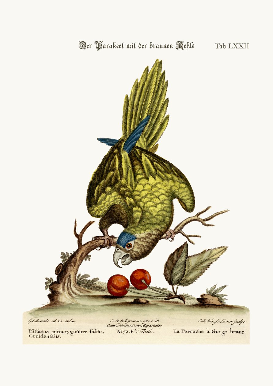 The Brown-throated Parrakeet, 1749-73 by George Edwards