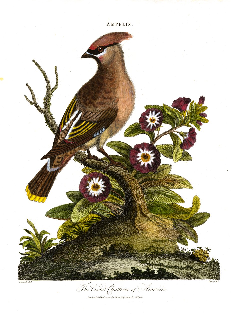 The Crested Chatterer of America (Ampelis) by George Edwards