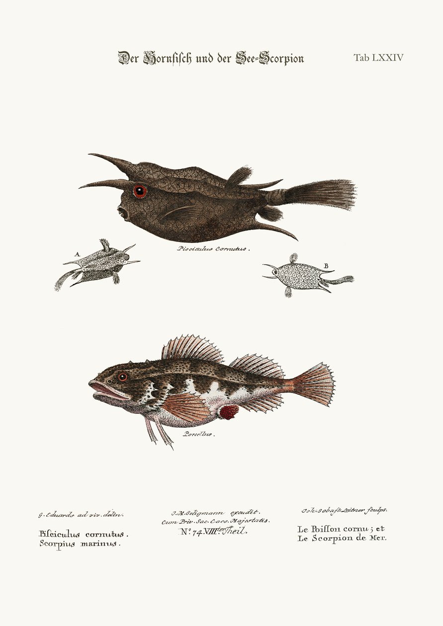The Horned Fish, and the Sea Scorpion, 1749-73 by George Edwards