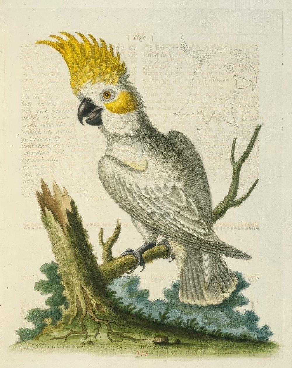 The Lesser White Cockatoo with a Yellow Crest by George Edwards