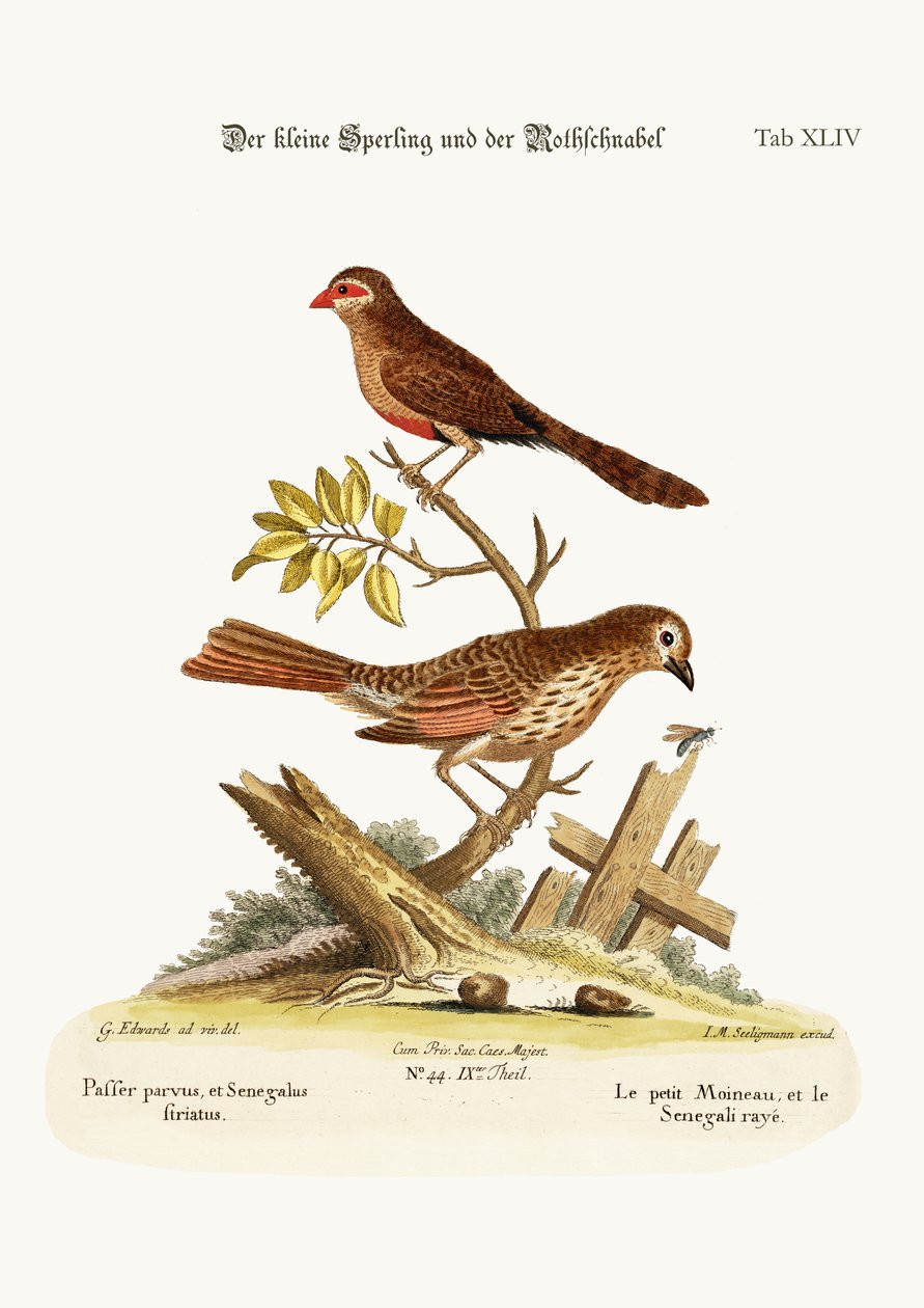 The Little Sparrow, and the Wax-bill, 1749-73 by George Edwards