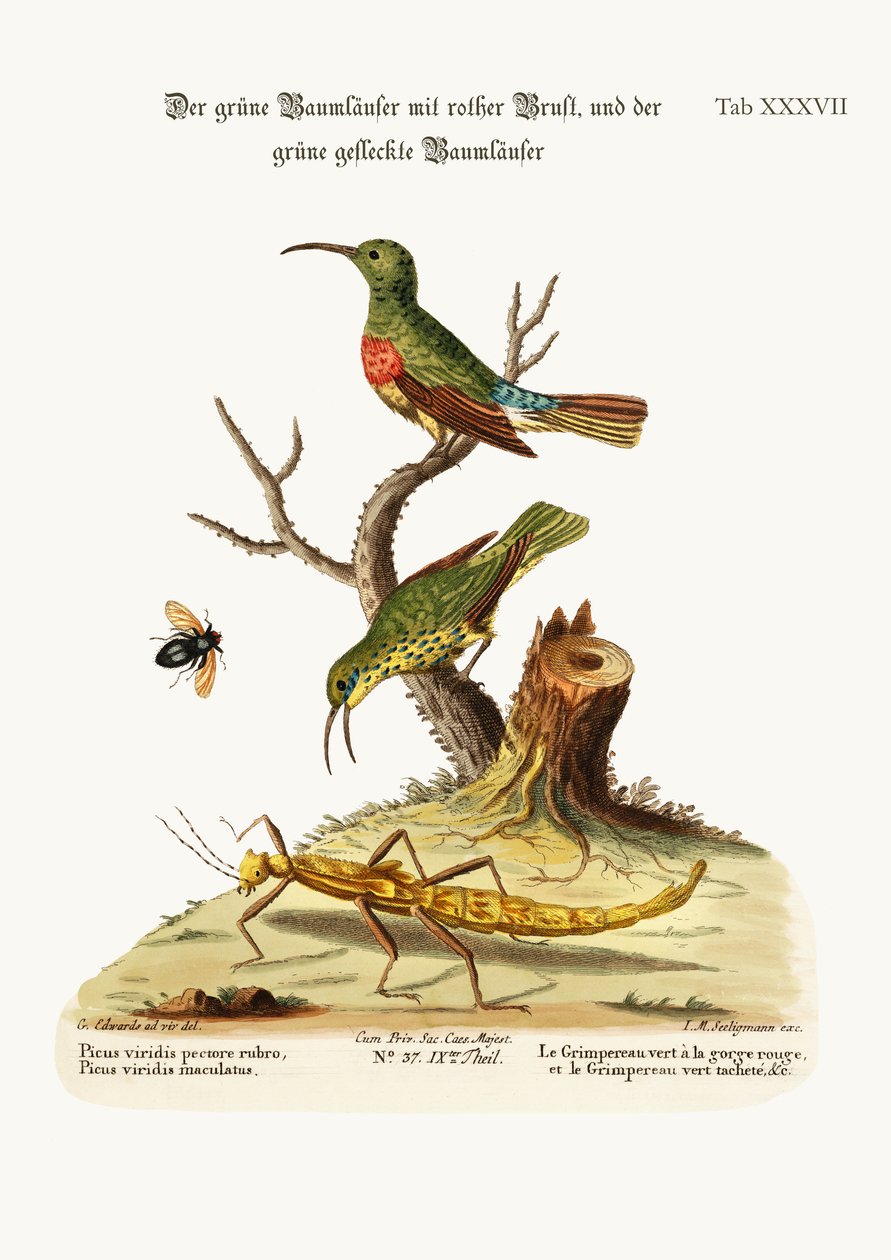 The Red-breasted Green Creeper, and the Spotted Green Creeper, 1749-73 by George Edwards