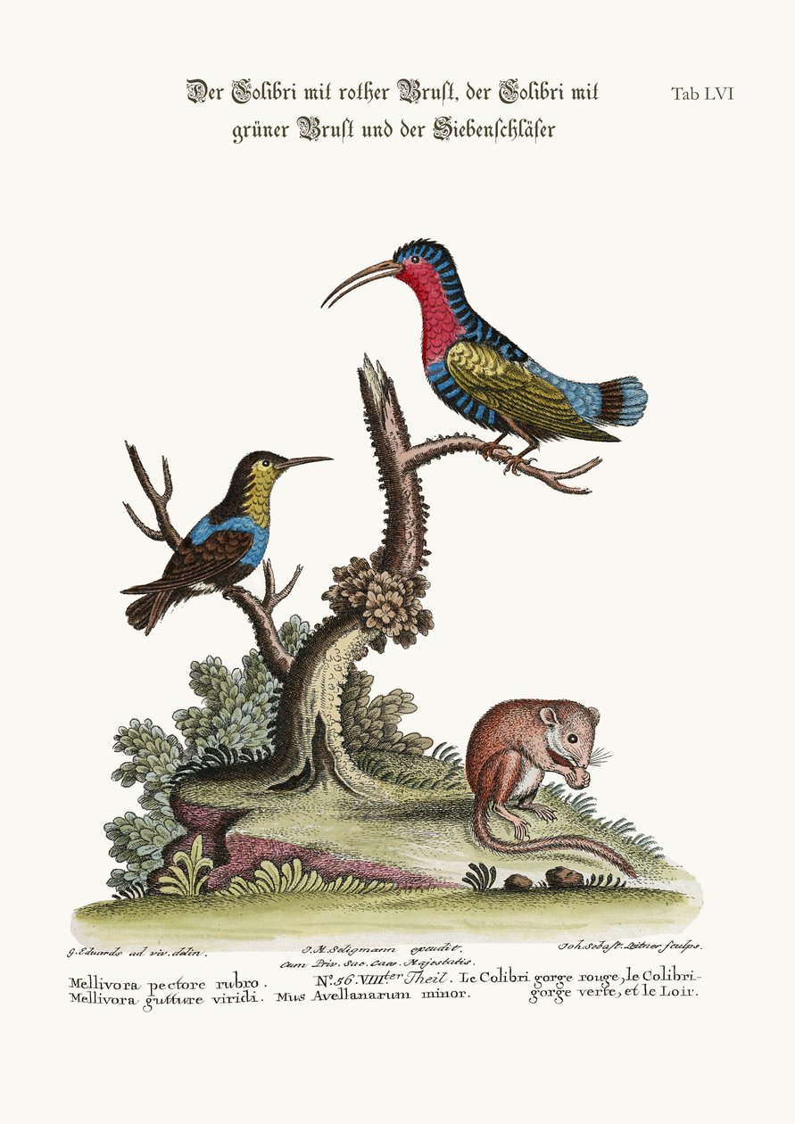 The Red-breasted Hummingbird, the Green-throated Hummingbird, and the Dormouse, 1749-73 by George Edwards