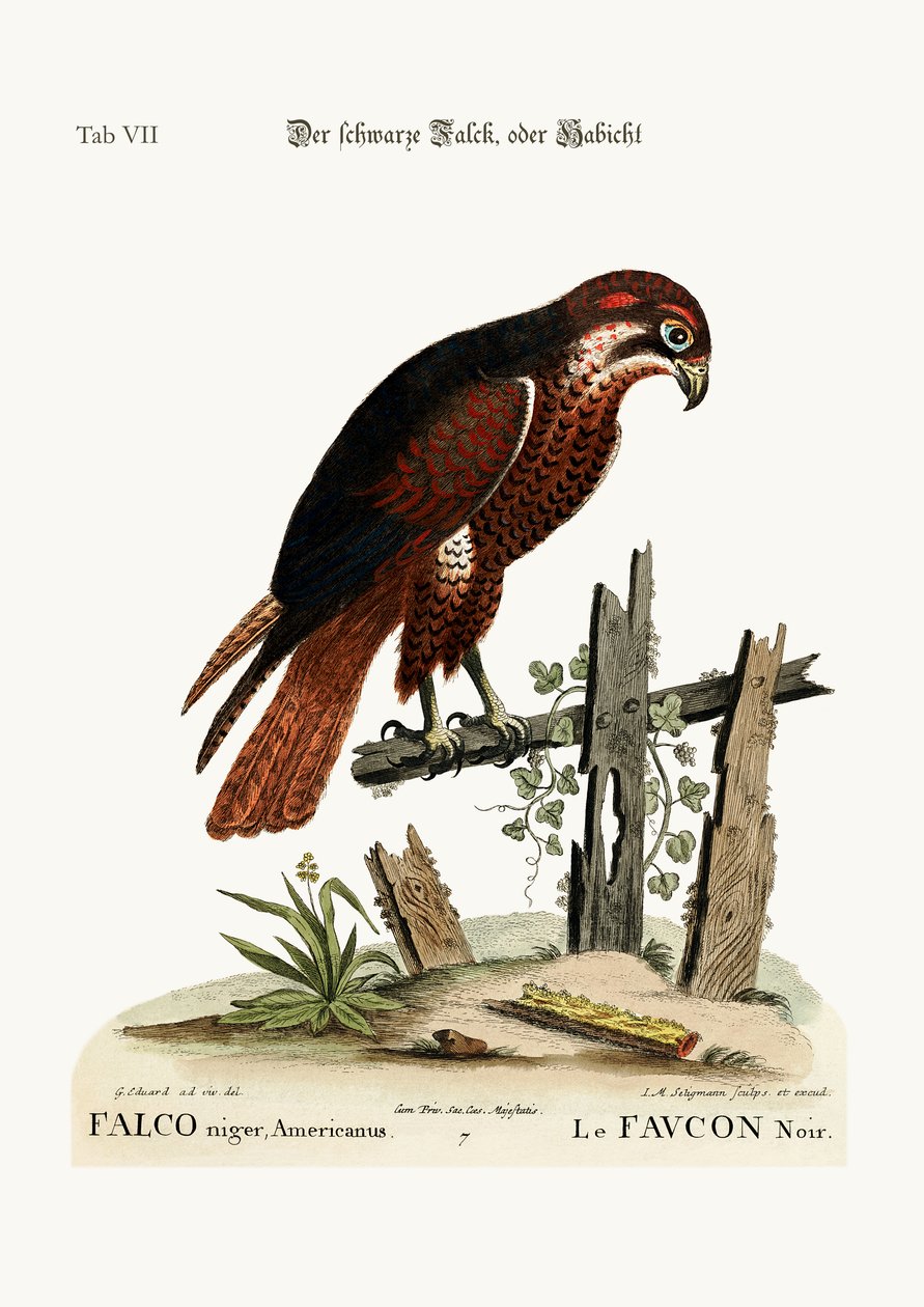 The black Hawk or Falcon, 1749-73 by George Edwards