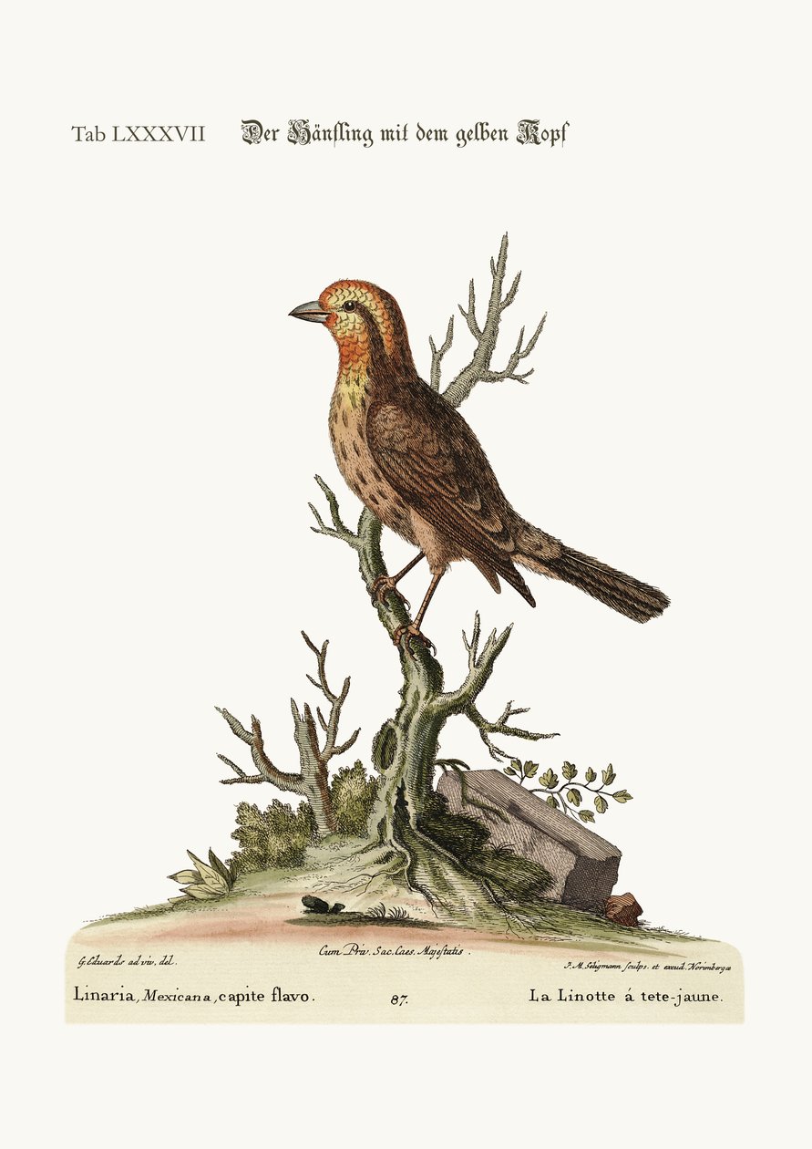 The Yellow-Headed Linnet, 1749-73 by George Edwards