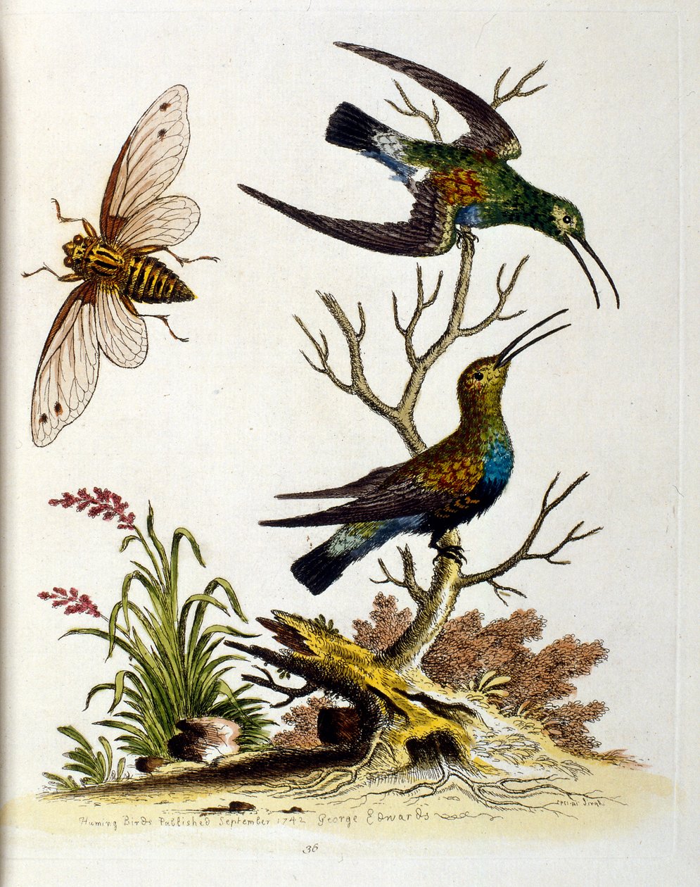 Watercolour Illustration from a Book of Rare Birds by G Edwards 1750 by George Edwards