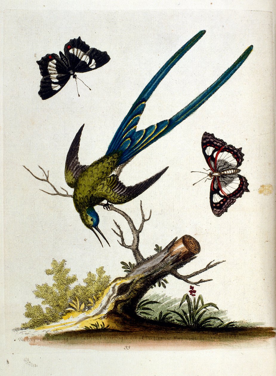 Watercolour Illustration from a Book of Rare Birds by G Edwards 1750 by George Edwards