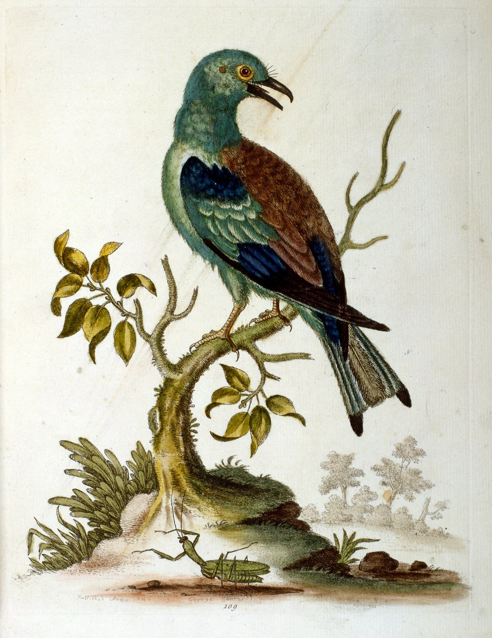 Watercolour Illustration from a Book of Rare Birds by G Edwards 1750 by George Edwards