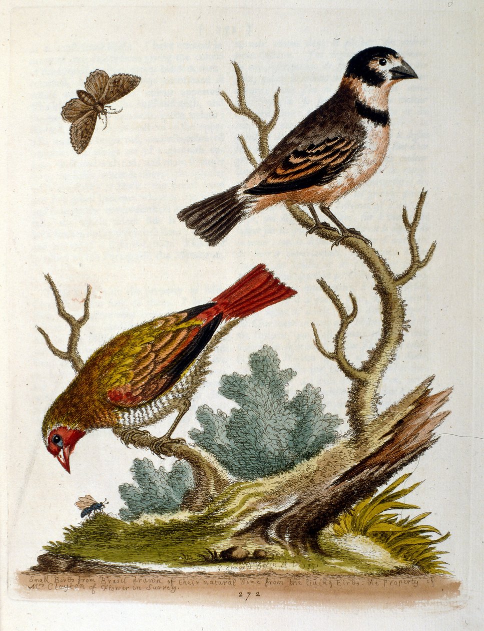 Watercolour Illustration from a Book of Rare Birds by G Edwards 1750 by George Edwards